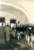 1963.11.21 - Sopralluogo del Comitato di gestione della Tenuta di Tombolo - Vacche olandesi nella stalla a C/D