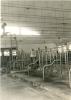 1963.11.21 - Sopralluogo del Comitato di gestione della Tenuta di Tombolo - Stalla a C/D, lavori di disinfezione e manutenzione
