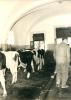 1963.11.21 - Sopralluogo del Comitato di gestione della Tenuta di Tombolo - Vacche olandesi nella stalla a C/D