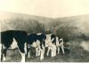 1963.11.21 - Sopralluogo del Comitato di gestione della Tenuta di Tombolo - Vitelli da allevamento nella stalla a C/D 1963.11.21 - Sopralluogo del Comitato di gestione della Tenuta di Tombolo - Vitelli da allevamento nella stalla a C/D