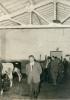 1963.11.21 - Sopralluogo del Comitato di gestione della Tenuta di Tombolo - Stalla del Podere Sodi con bestiame di scarto