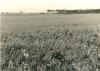 1963.11.21 - Sopralluogo del Comitato di gestione della Tenuta di Tombolo - Erba autunno - Vernini lungo la strada di Marina (terreni a C/D) 1963.11.21 - Sopralluogo del Comitato di gestione della Tenuta di Tombolo - Erba autunno - Vernini lungo la strada di Marina (terreni a C/D)